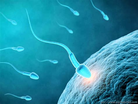 temps spermatozoide feconde ovule|La fécondation : la course du spermatozoïde vers lovule